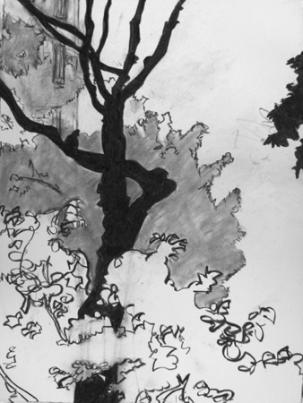 Trees Out Back;
2016; charcoal on paper; 24 x 18" Trees Out Back;
2016; charcoal on paper; 24 x 18"